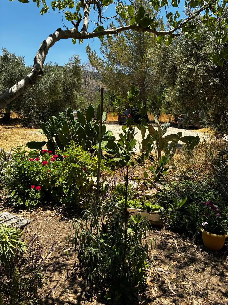 המתחם בעין כרם